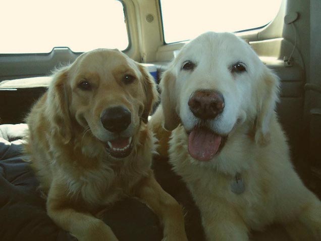 Tucker and Duke, dogs, in car